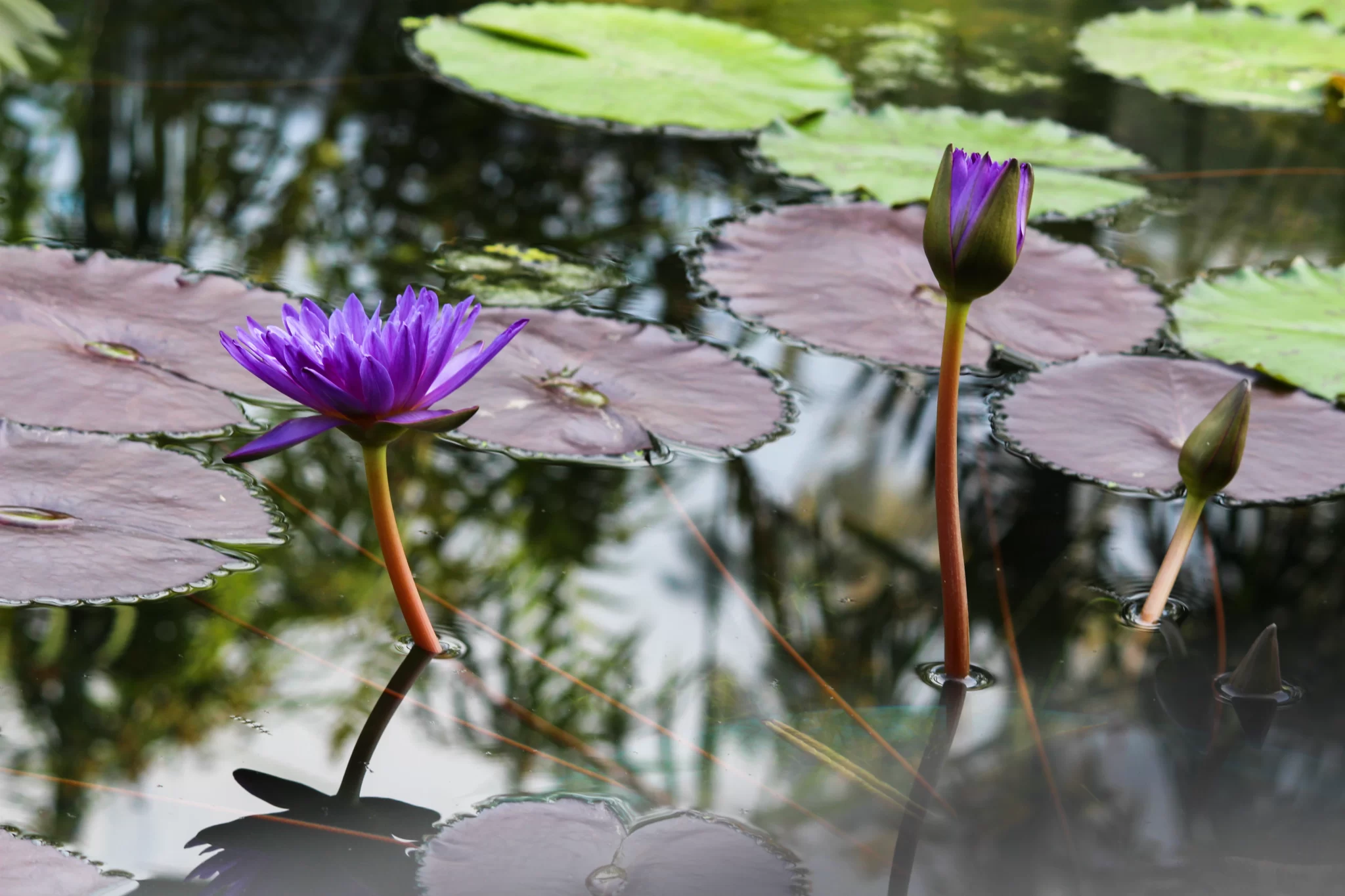 咲くやこの花館