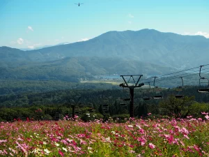 黒姫高原コスモス園