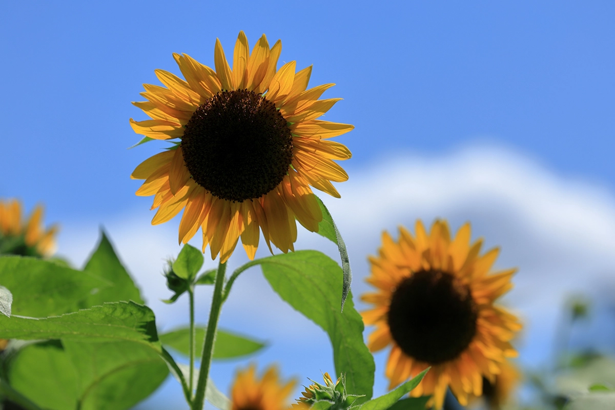 京都府立植物園のひまわり