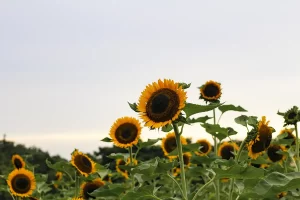sunflower-tsurumi-300x200.webp