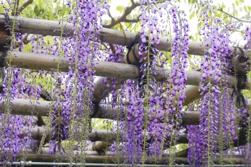 関西の藤棚