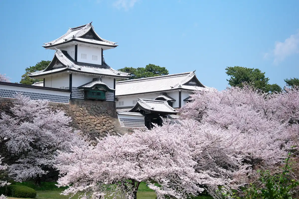 兼六園の桜