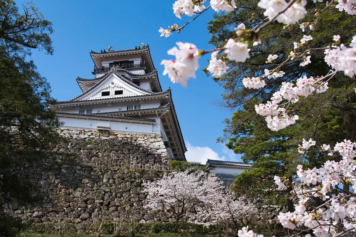 高知城の桜