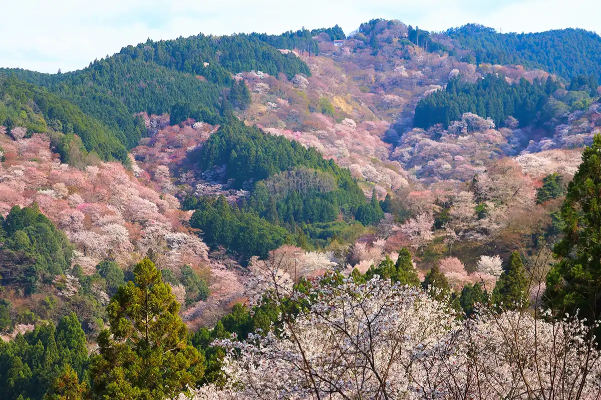 吉野の千本桜
