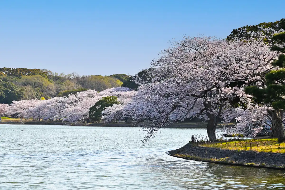 明石公園の桜