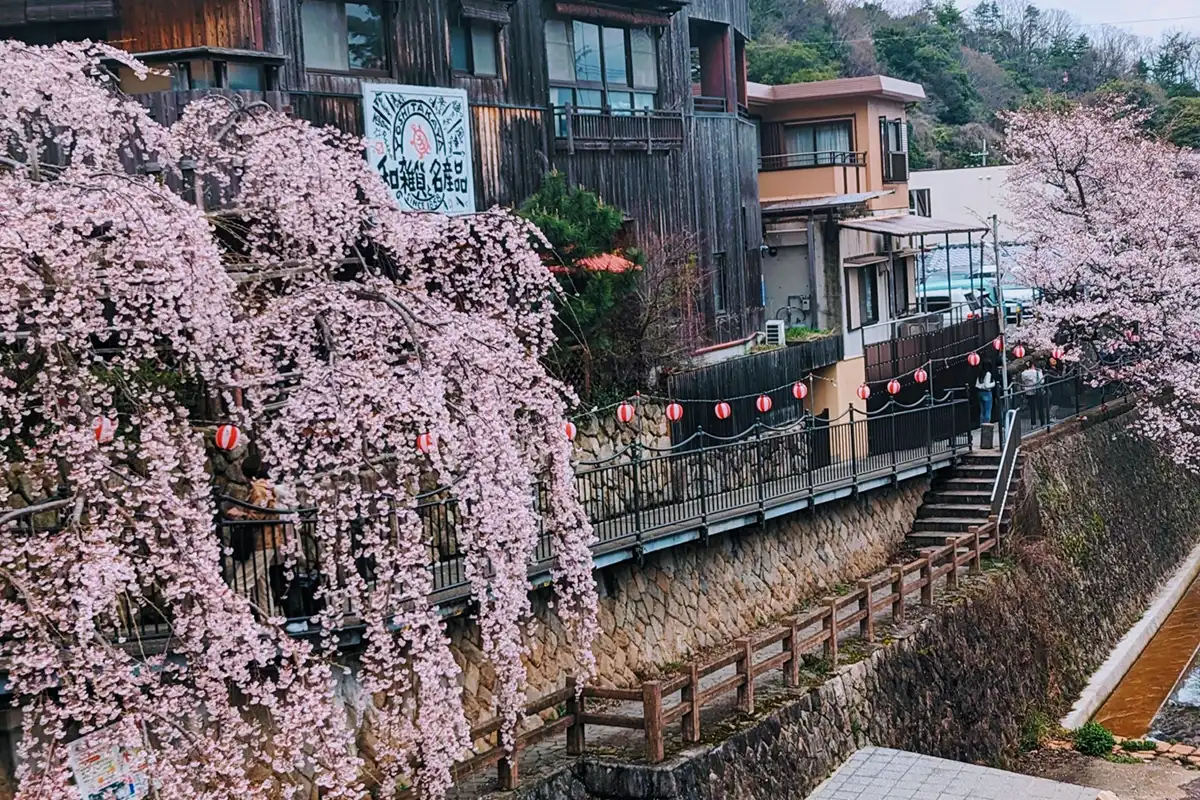 有馬温泉の桜