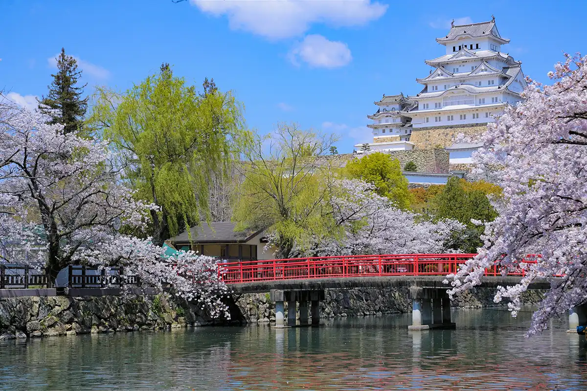 姫路城の桜