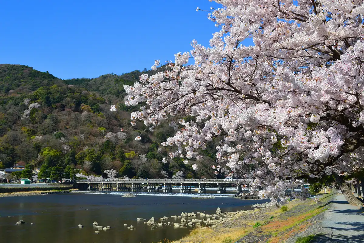 嵐山の桜