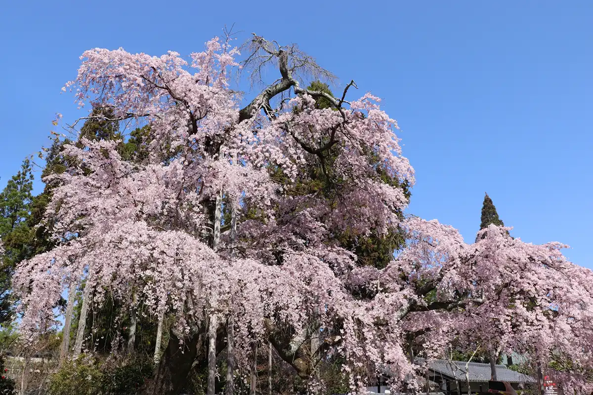 醍醐寺の桜