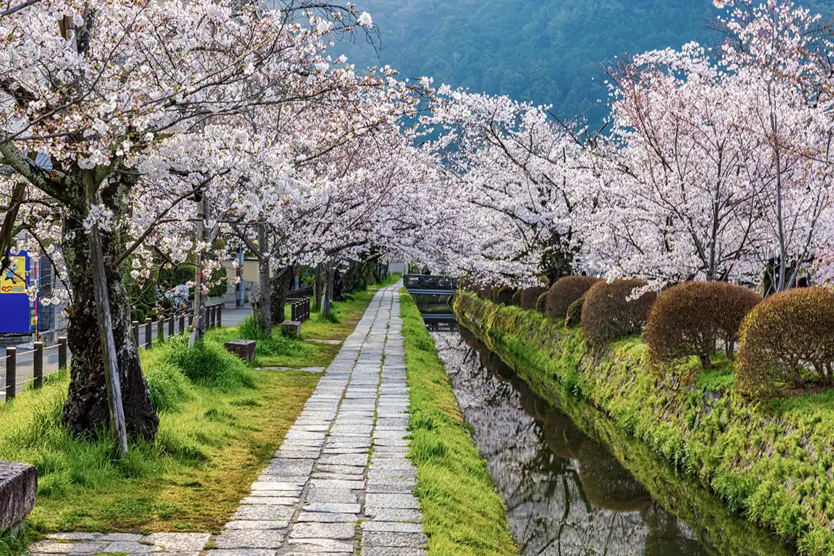 哲学の道の桜