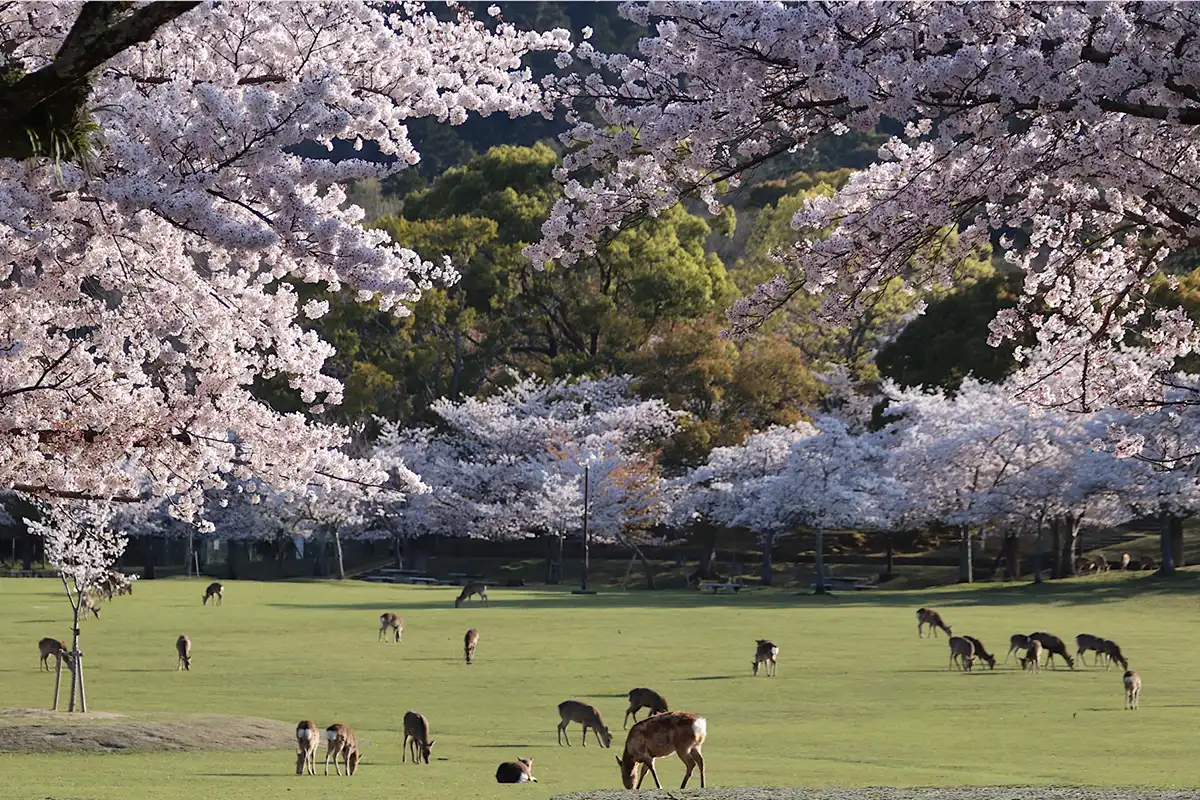 奈良公園の桜