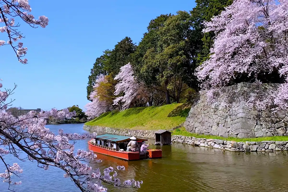 彦根城の桜