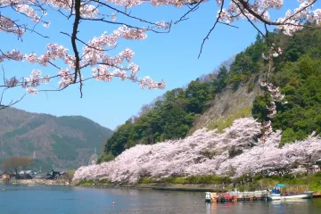 海津大崎の桜