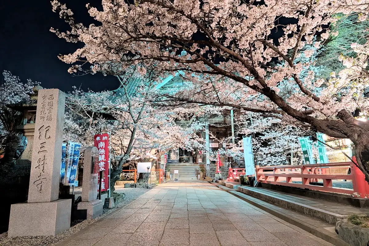 紀三井寺の夜桜