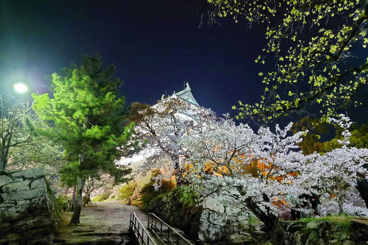 和歌山城の夜桜