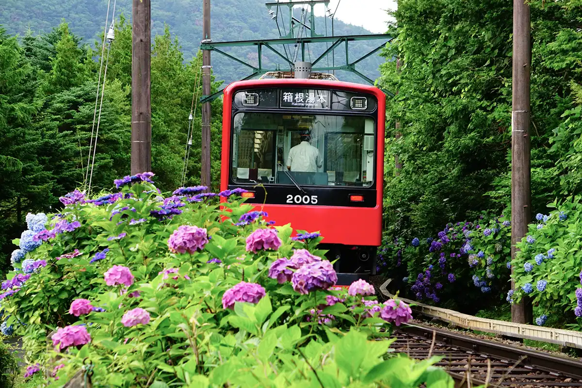 箱根登山電車沿いに咲き誇るあじさい